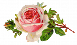 Free Vintage Rose Clip Art - Free Pretty Things For You