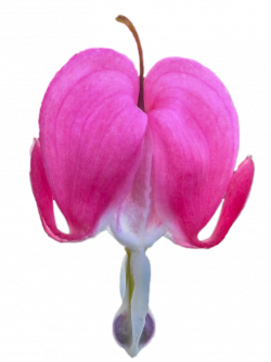 Bleeding Heart PNG by Bunny-with-Camera on DeviantArt