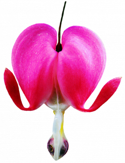 Pink Bleeding Heart by jeanicebartzen27 on DeviantArt