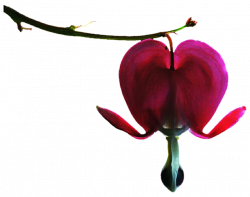 Pink Bleeding Heart by jeanicebartzen27 on DeviantArt