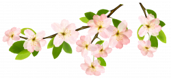 Free Flower Branches Cliparts, Download Free Clip Art, Free Clip Art ...