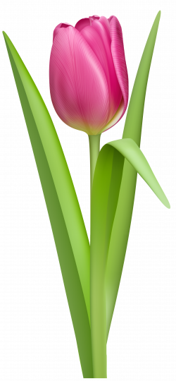 tulip clipart no background #42 | flower cliparts | Tulips, Pink ...