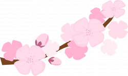 Sakura flower picture transparent stock - RR collections
