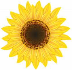 Sunflower PNG Clipart - Best WEB Clipart