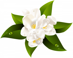 White Flower Transparent Clip Art Image | AA Flores | Flowers, Art ...