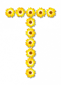 Common sunflower Letter Daisy family Petal free commercial clipart ...