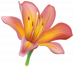 Lily Flower PNG Clipart - Best WEB Clipart