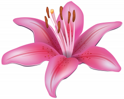 Free Lily Cliparts, Download Free Clip Art, Free Clip Art on Clipart ...