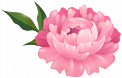 Pink Peony Flower Transparent Image | Gallery Yopriceville - High ...