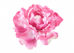 Peony crown graphic freeuse - RR collections