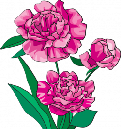 Free Peonies Flower Cliparts, Download Free Clip Art, Free Clip Art ...