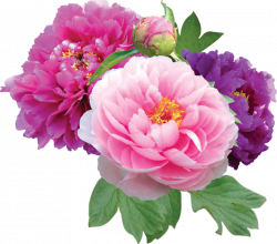 Free Peonies Flower Cliparts, Download Free Clip Art, Free Clip Art ...