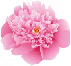 Peony flower banner freeuse download - RR collections