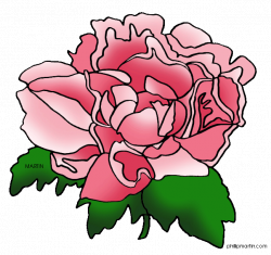 Free Peonies Flower Cliparts, Download Free Clip Art, Free Clip Art ...