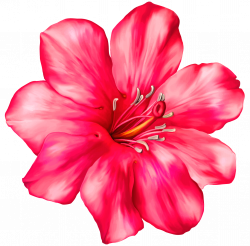 Flower clip art library stock realistic - RR collections