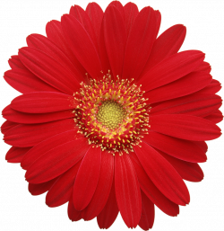 Realistic flower svg library library - RR collections