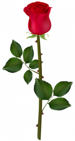 Pin by Pink Maiden on ClipArt | Red rose png, Red roses, Rose