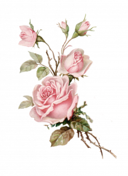 shabby chic flower clipart - image #17