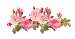 Shabby chic flower picture transparent library - RR collections