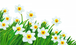 Transparent Grass with Daffodils Clipart | PNG Flowers | Daffodils ...