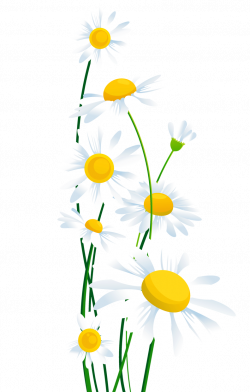 White flower vector royalty free transparent background - RR collections