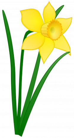 Free flower picture transparent download transparent background - RR ...