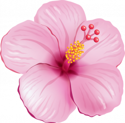 Тропические | Clip Art❤Tropical ✾ | Pinterest | Flowers, Hibiscus ...