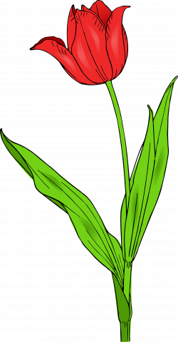 Free Tulip Images, Download Free Clip Art, Free Clip Art on Clipart ...