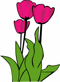 Tulips Flowers Clipart