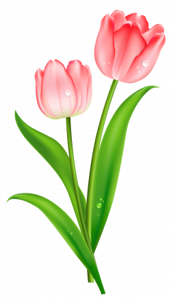 Pin by טל ים on tulip in 2019 | Pinterest | Tulips, Flowers and Pink ...