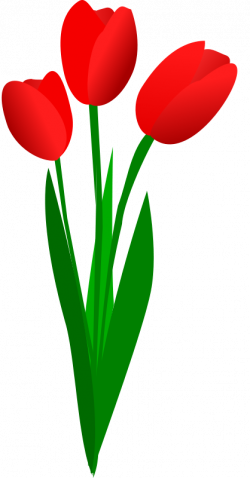 Tulip flower banner transparent stock - RR collections