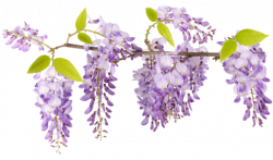 Download Wisteria Flower Png Svg Library Stock - Wisteria No ...