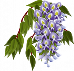 Wisteria clipart - Clipground
