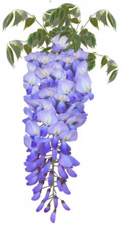 Image result for blue wisteria flowers | Designs and Images ...