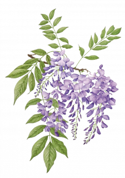 wisteria violeta común gif | Floral in 2019 | Pinterest | Botanical ...