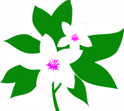 Jasmine Flower Clipart