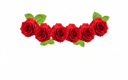 red-rose-flower-free-PNG-transparent-images-free-download ...