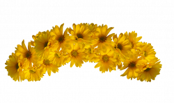 Flower Yellow Color - flower crown png download - 1084*650 ...