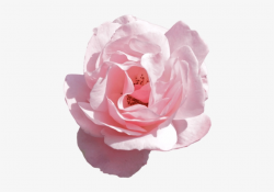 Aesthetic Flower Png - Pink Flowers Transparent PNG Image ...