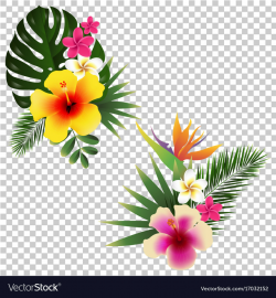 Tropical flower set transparent background