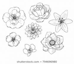 Ink, pencil flower sketch.Transparent background. Hand drawn ...