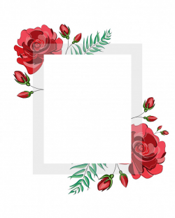 Square frame of red blossom rose flowers with square white ...