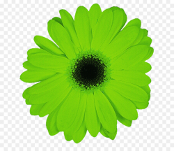 Green Flower clipart - Flower, Daisy, Sunflower, transparent ...