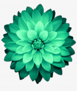 Flower Flowers Green Emeraldgreen - Green Iphone X Wallpaper ...