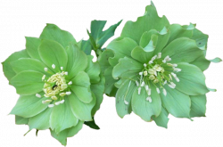 Green flower png, Green flower png Transparent FREE for ...