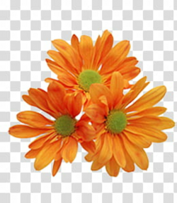 Collection, three orange petaled flowers transparent ...