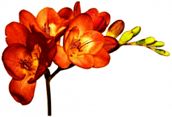 Cut flowers Plant Freesia alba Bulb - orange flower png ...