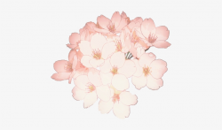 Flowers, Overlay, And Transparent Image - Sakura Flower Png ...