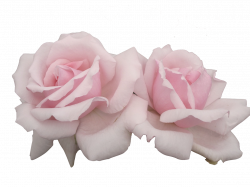 Pink flowers Pastel Rose - pastel png download - 1280*960 ...