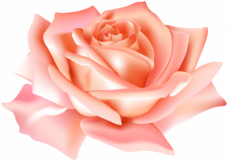 Peach Rose Flower PNG Clip Art Image | Gallery Yopriceville ...